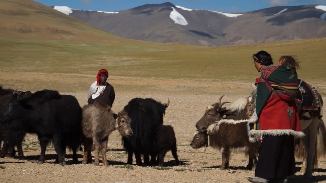 Das Bild zeigt tibetische Nomad:innen mit ihren Yaks auf der Hochebene.